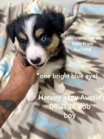 Harvey-one bright blue eye!!, a male Toy Australian Shepherd for sale in Wheaton, MO – 1 of 5