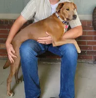 Rudy!, a male English Setter and Labrador Retriever for sale in Wheaton, MO – 6 of 6