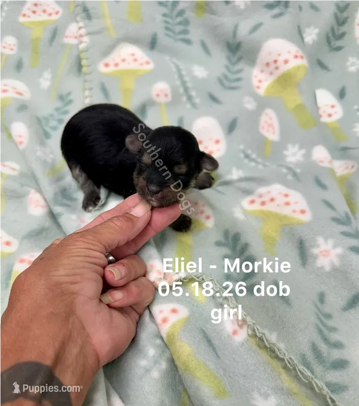 Eliel – Morkie puppy for sale in Wheaton, MO