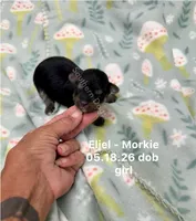 Eliel, a female Morkie for sale in Wheaton, MO – 1 of 2