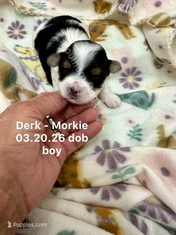 Derk – Morkie puppy for sale in Wheaton, MO