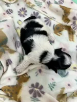 Derk, a male Morkie for sale in Wheaton, MO – Photo 2 of 6