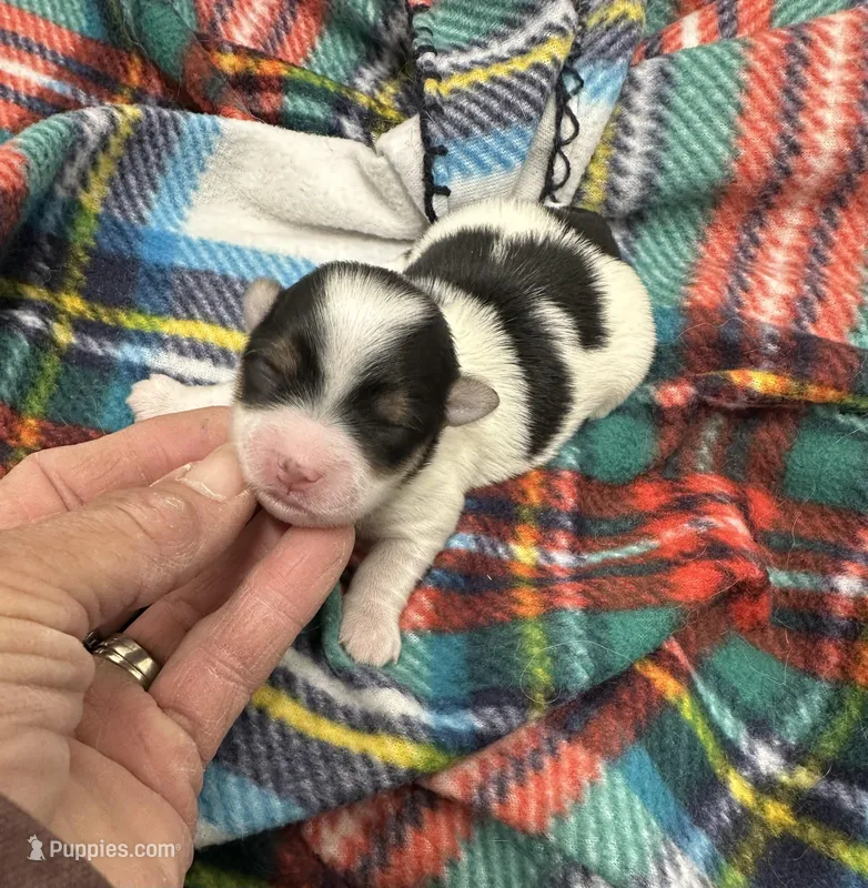 Derk – Morkie puppy for sale in Wheaton, MO