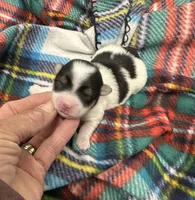 Derk, a male Morkie for sale in Wheaton, MO – Photo 1 of 4