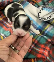 Derk, a male Morkie for sale in Wheaton, MO – Photo 2 of 4