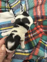 Derk, a male Morkie for sale in Wheaton, MO – Photo 3 of 4