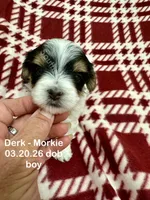 Derk, a male Morkie for sale in Wheaton, MO – 7 of 10