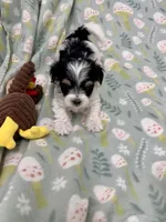 Derk, a male Morkie for sale in Wheaton, MO – 6 of 10