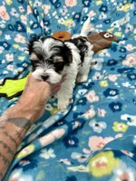 Derk, a male Morkie for sale in Wheaton, MO – 4 of 10