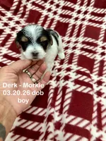 Derk, a male Morkie for sale in Wheaton, MO – 8 of 10