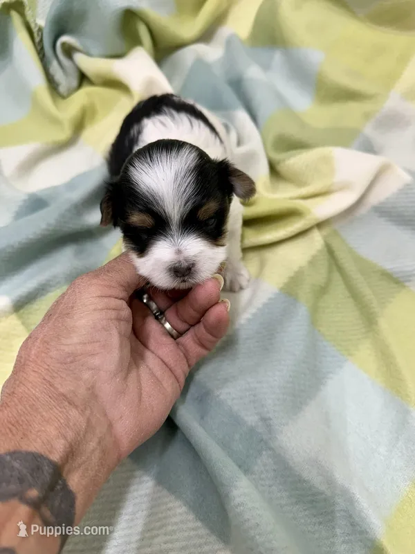 Derk – Morkie puppy for sale in Wheaton, MO