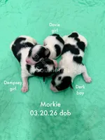 Derk, a male Morkie for sale in Wheaton, MO – Photo 4 of 4