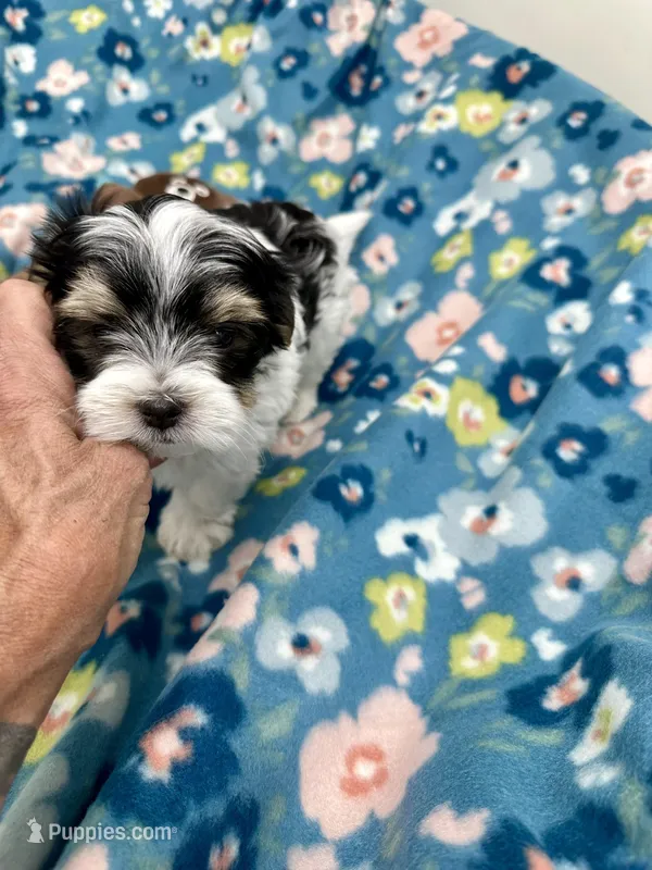 Derk – Morkie puppy for sale in Wheaton, MO