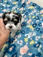Derk, a male Morkie for sale in Wheaton, MO – 3 of 10