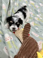 Derk, a male Morkie for sale in Wheaton, MO – 5 of 10
