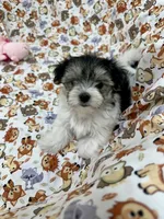 Fraidy, a female Morkie for sale in Wheaton, MO – 3 of 6