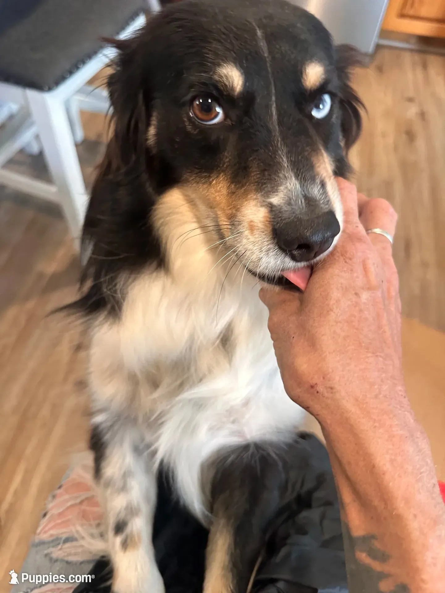 Rey!, a female Miniature Australian Shepherd for sale in Wheaton, MO – 6 of 10