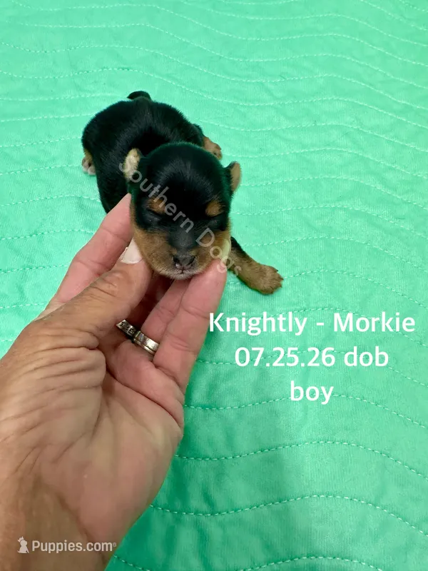 Knightly – Morkie puppy for sale in Wheaton, MO