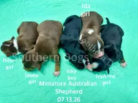 Ida, a female Miniature Australian Shepherd for sale in Wheaton, MO – 2 of 2