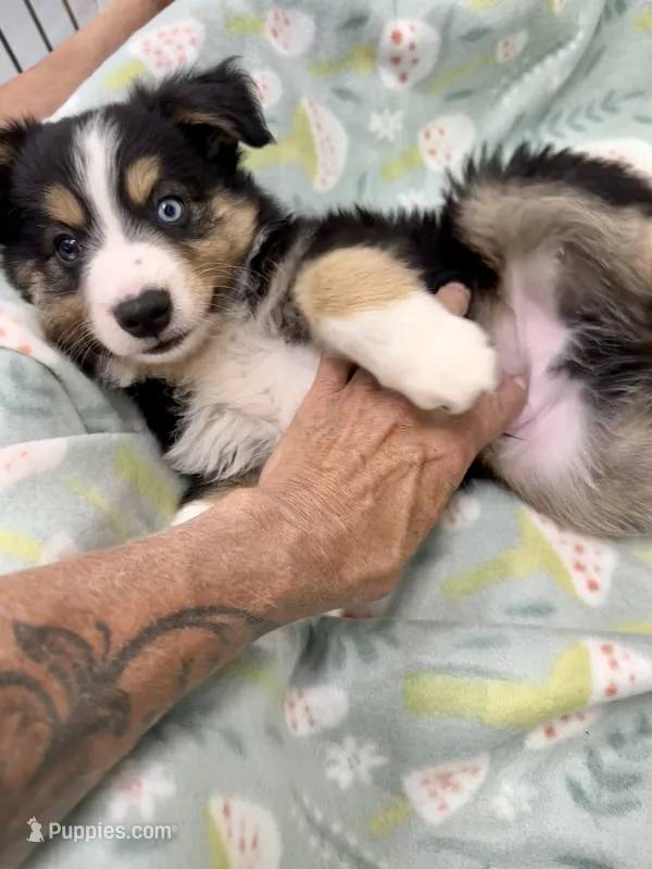 Harvey-one bright blue eye!! – Toy Australian Shepherd puppy for sale in Wheaton, MO