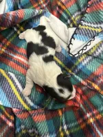 Dempsey, a female Morkie for sale in Wheaton, MO – Photo 3 of 4