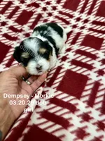 Dempsey, a female Morkie for sale in Wheaton, MO – 3 of 8