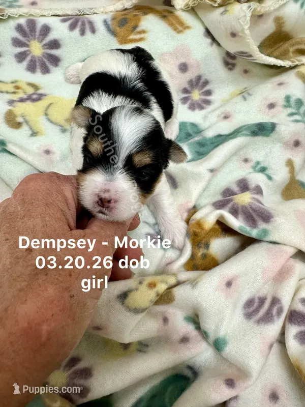 Dempsey – Morkie puppy for sale in Wheaton, MO