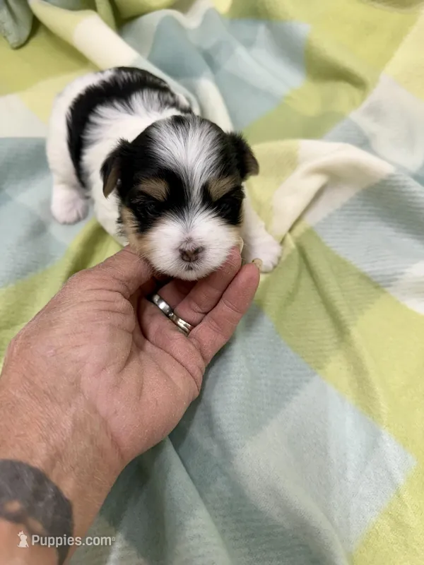 Dempsey – Morkie puppy for sale in Wheaton, MO