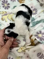 Dempsey, a female Morkie for sale in Wheaton, MO – Photo 2 of 6