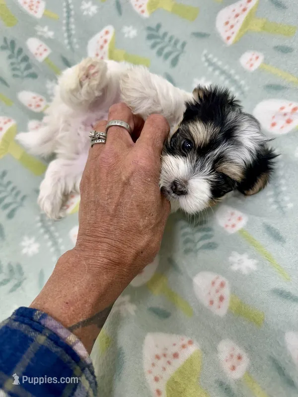 Dempsey – Morkie puppy on hold in Wheaton, MO