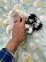 Dempsey, a female Morkie for sale in Wheaton, MO – 1 of 8