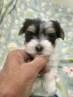 Dempsey, a female Morkie for sale in Wheaton, MO – 2 of 8