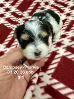 Dempsey, a female Morkie for sale in Wheaton, MO – 4 of 8