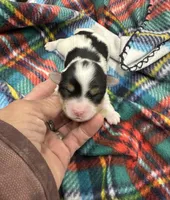 Dempsey, a female Morkie for sale in Wheaton, MO – Photo 2 of 4