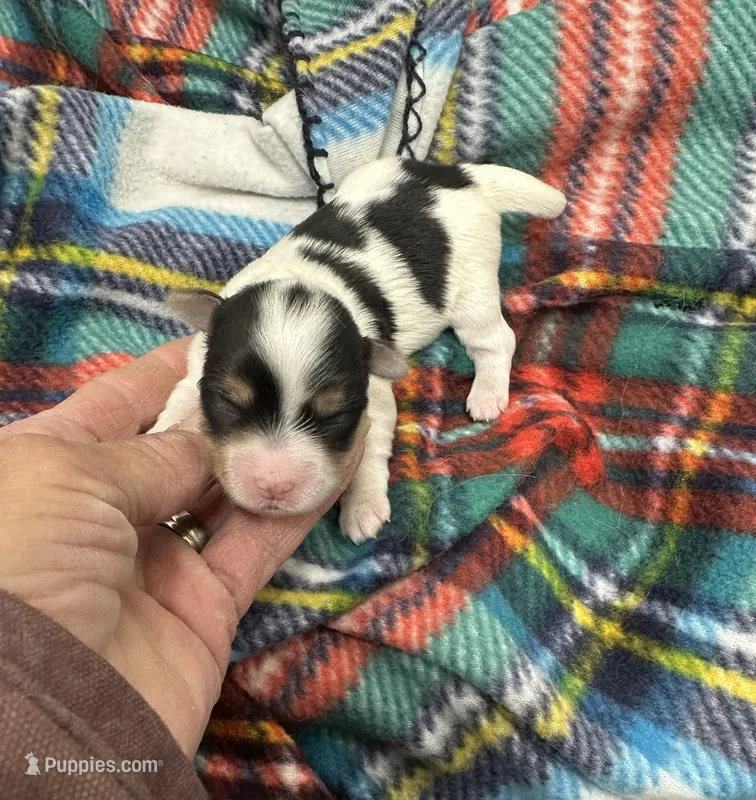 Dempsey – Morkie puppy for sale in Wheaton, MO