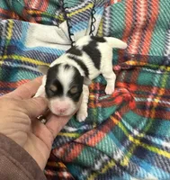 Dempsey, a female Morkie for sale in Wheaton, MO – Photo 1 of 4