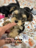 Grady, a male Morkie for sale in Wheaton, MO – 1 of 6