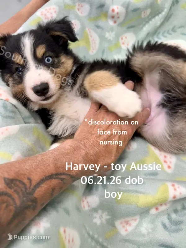 Harvey-one bright blue eye!! – Toy Australian Shepherd puppy for sale in Wheaton, MO
