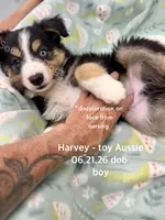 Harvey-one bright blue eye!!, a male Toy Australian Shepherd for sale in Wheaton, MO – 1 of 8