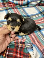 Krikey, a male Morkie for sale in Wheaton, MO – 3 of 9