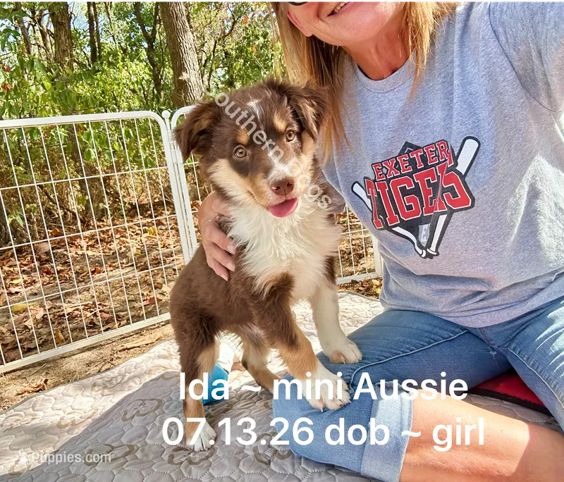 Ida – Miniature Australian Shepherd puppy for sale in Wheaton, MO