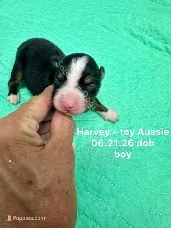 Harvey – Toy Australian Shepherd puppy for sale in Wheaton, MO