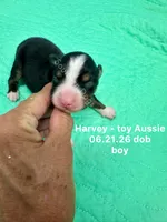 Harvey, a male Toy Australian Shepherd for sale in Wheaton, MO – 1 of 3