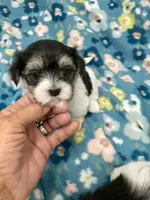 Filly, a female Morkie for sale in Wheaton, MO – 2 of 5