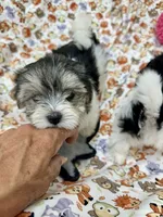 Fraidy, a female Morkie for sale in Wheaton, MO – 4 of 6
