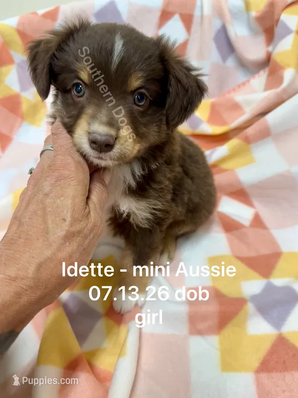 Idette – Miniature Australian Shepherd puppy for sale in Wheaton, MO