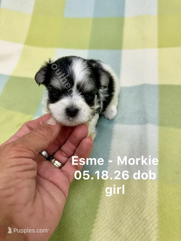 Esme – Morkie puppy for sale in Wheaton, MO