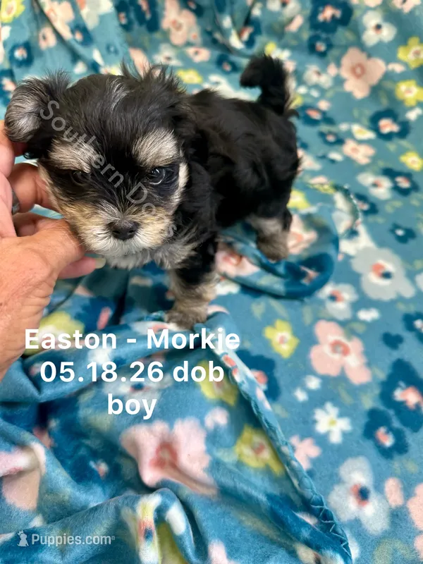 Easton – Morkie puppy for sale in Wheaton, MO