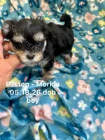 Easton, a male Morkie for sale in Wheaton, MO – 1 of 4