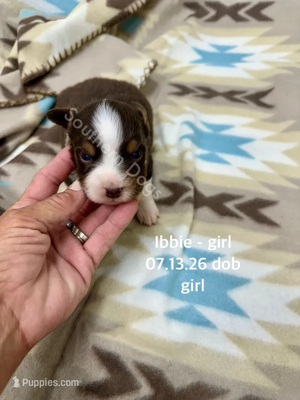 Ibbie – Miniature Australian Shepherd puppy for sale in Wheaton, MO